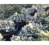 Можжевельник чешуйчатый  Флореант (Floreant) С2